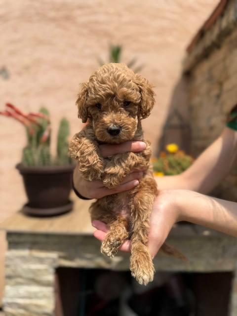 Red and apricot miniature poodle puppies