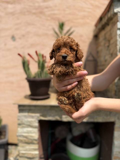 Red and apricot miniature poodle puppies