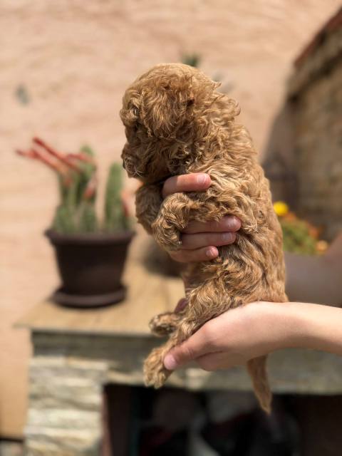 Red and apricot miniature poodle puppies