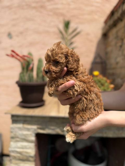 Red and apricot miniature poodle puppies