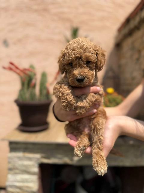 Red and apricot miniature poodle puppies