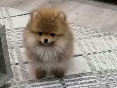 Beautiful Bo teddy bears