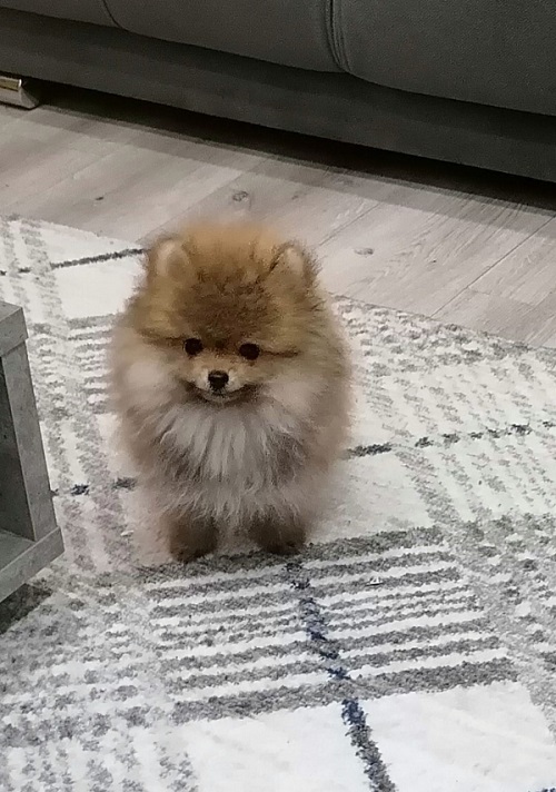 Beautiful Bo teddy bears