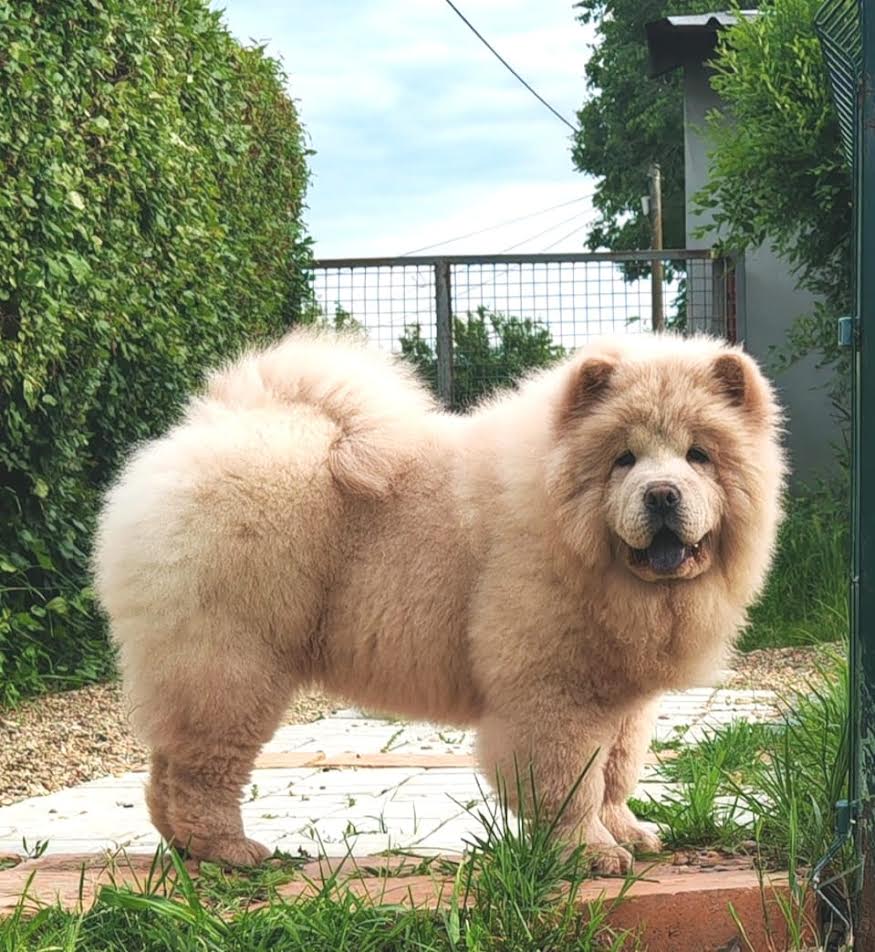 Chow Chow puppies