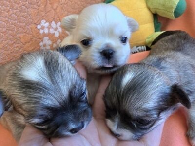 Chihuahua, beautiful mini puppies