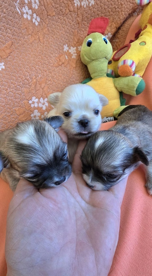 Chihuahua, beautiful mini puppies