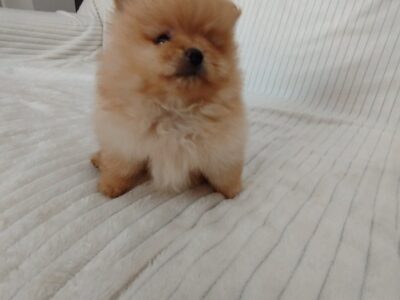 Beautiful Pomeranian Spitz puppies