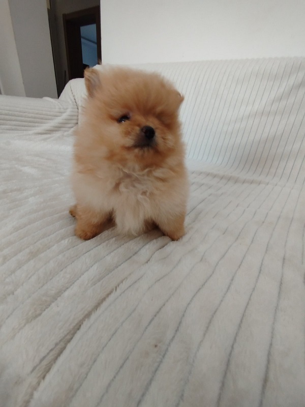 Beautiful Pomeranian Spitz puppies