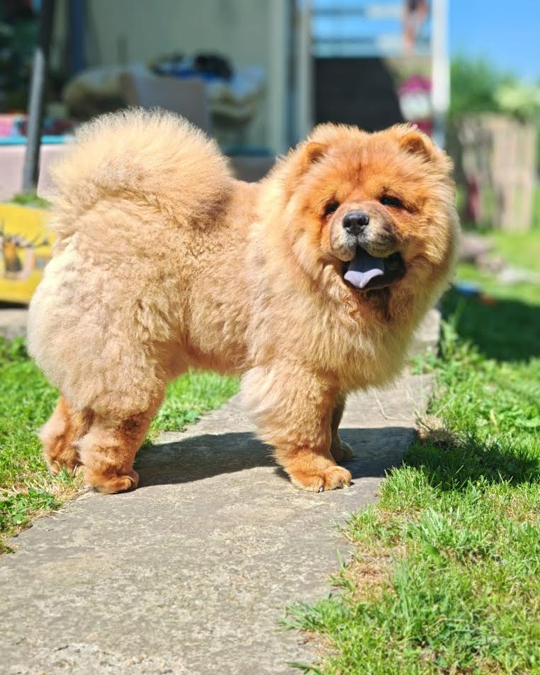 Chow Chow puppies