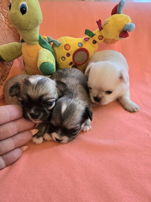 Chihuahua, beautiful mini puppies