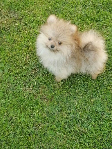 Beautiful Bo teddy bears