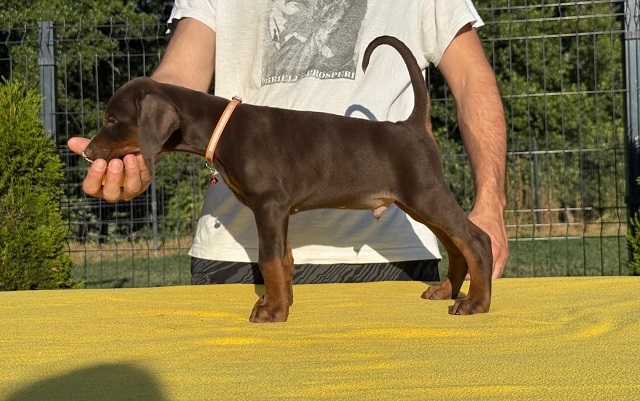 Doberman