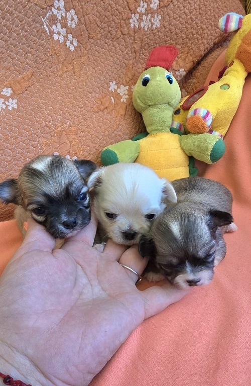 Chihuahua, beautiful mini puppies