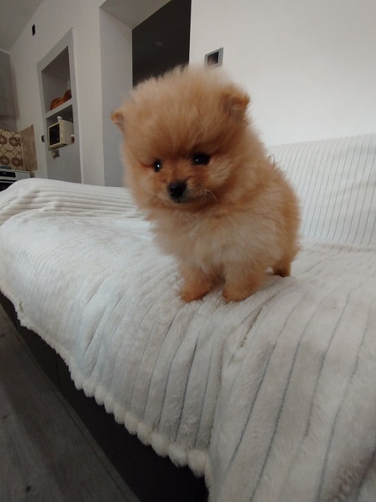 Beautiful Pomeranian Spitz puppies
