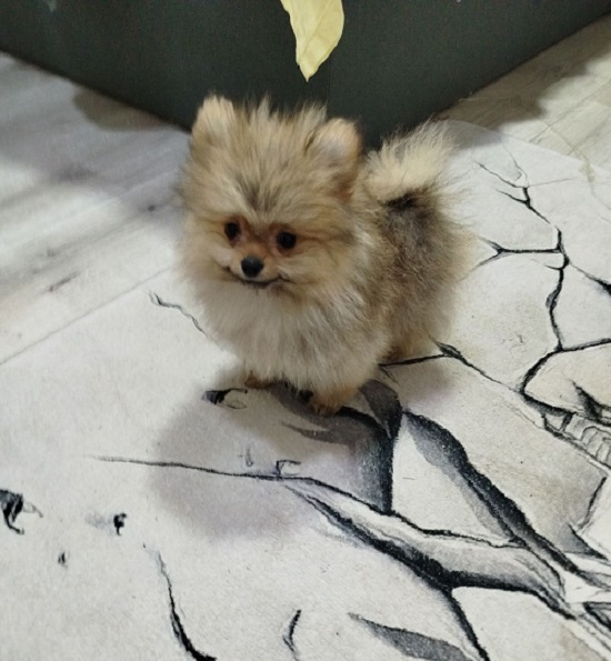 Beautiful Bo teddy bears