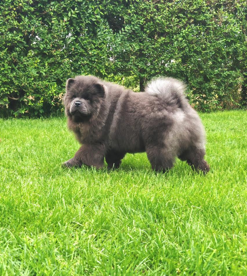 Chow Chow puppies