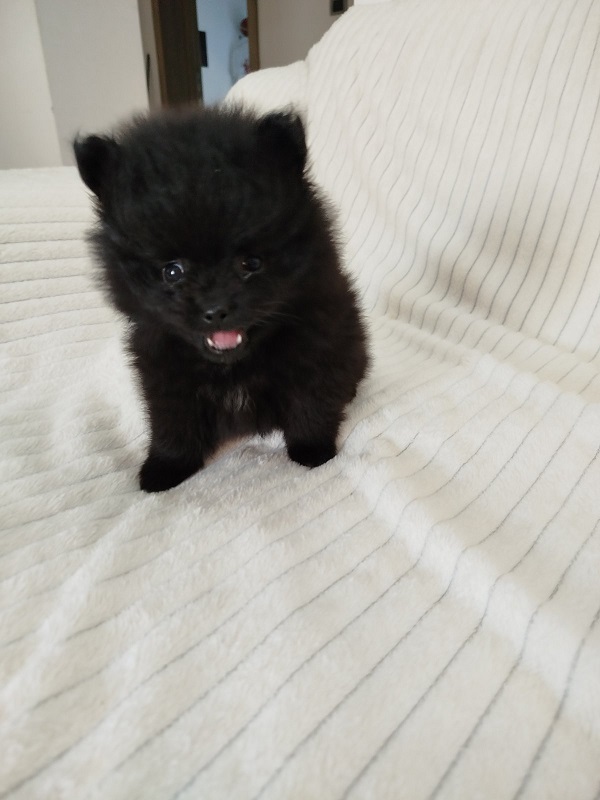 Beautiful Pomeranian Spitz puppies