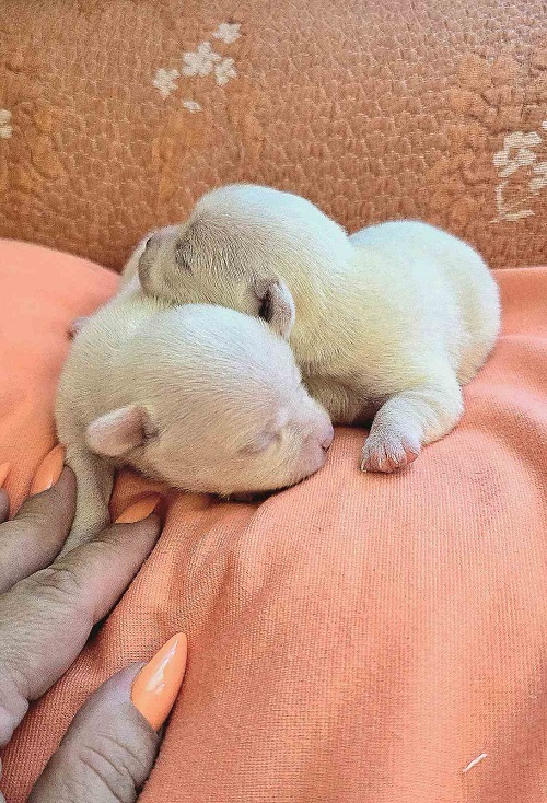 Chihuahua, beautiful mini puppies