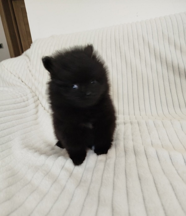 Beautiful Pomeranian Spitz puppies