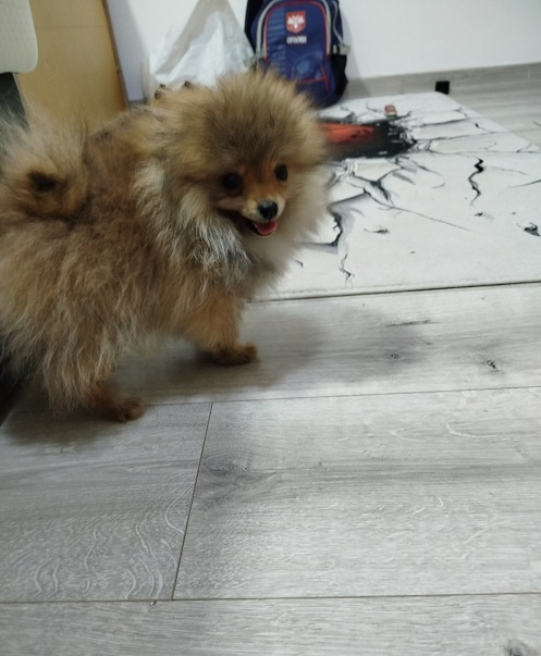 Beautiful Bo teddy bears