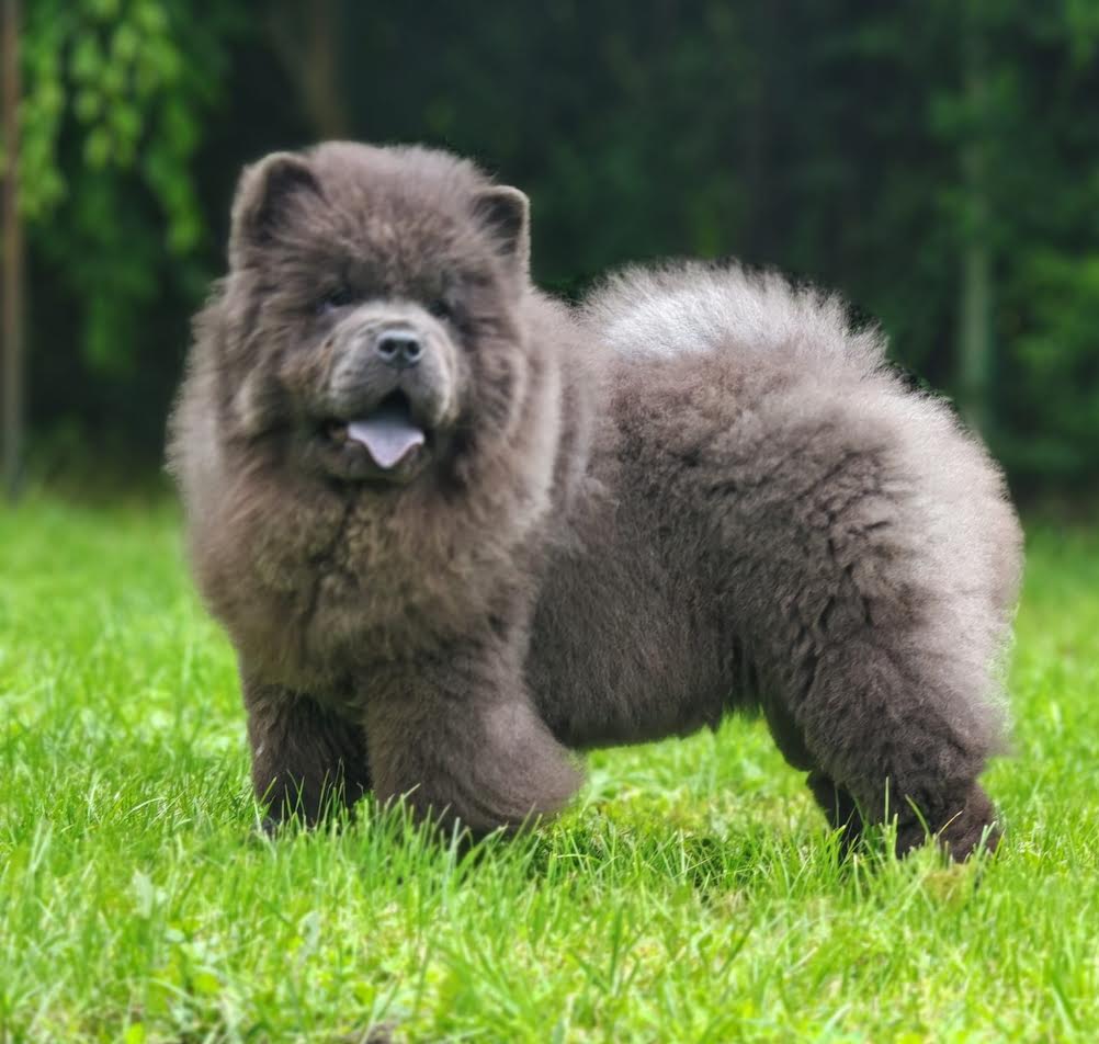 Chow Chow puppies