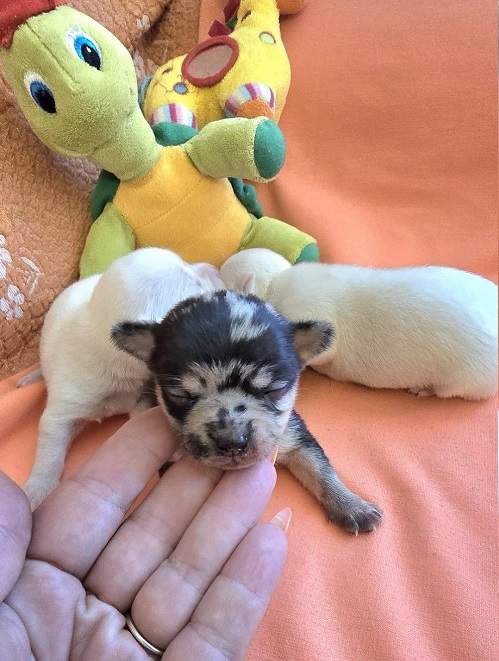Chihuahua, beautiful mini puppies