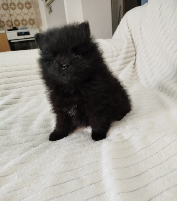 Beautiful Pomeranian Spitz puppies