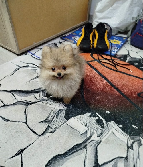 Beautiful Bo teddy bears