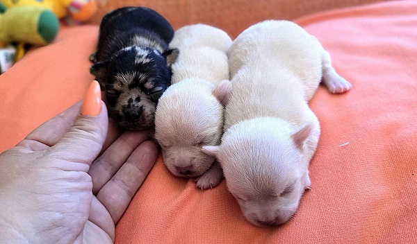 Chihuahua, beautiful mini puppies