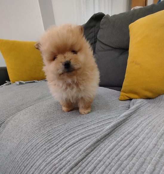 Beautiful Pomeranian Spitz puppies