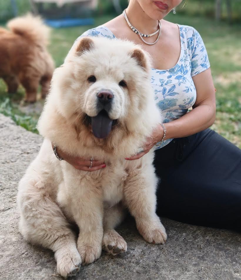 Chow Chow puppies