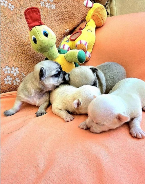 Chihuahua, beautiful mini puppies