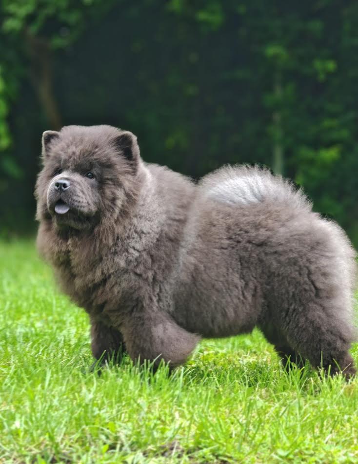 Chow Chow puppies