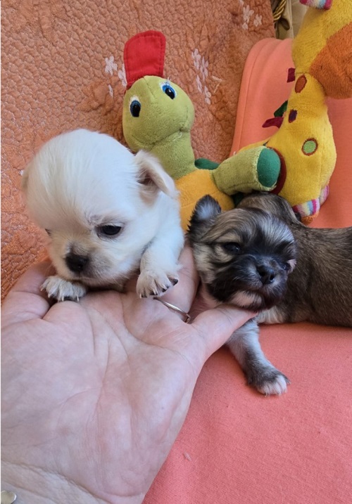 Chihuahua, beautiful mini puppies