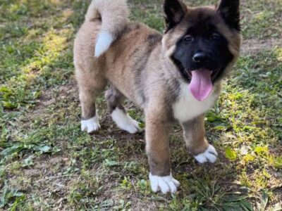 American Akita male puppy