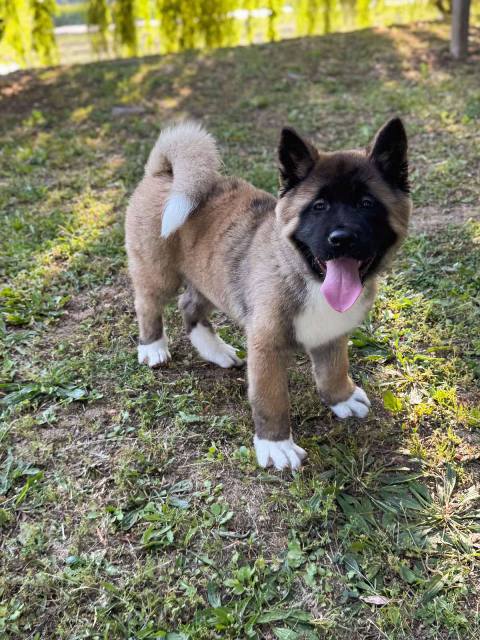 American Akita male puppy