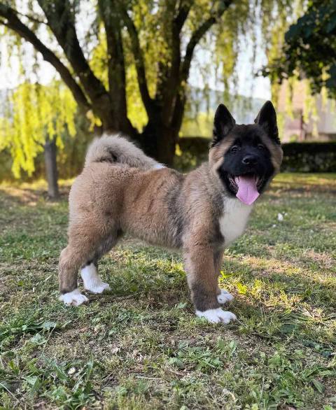 American Akita male puppy
