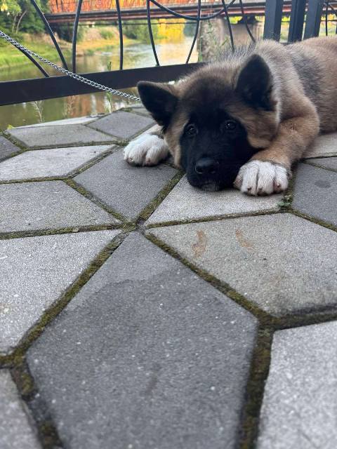 American Akita male puppy