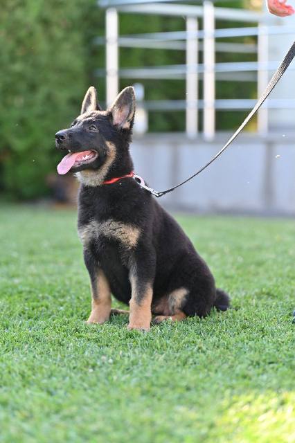 German shepherd puppies
