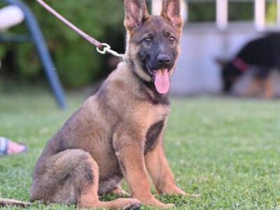 German shepherd puppies
