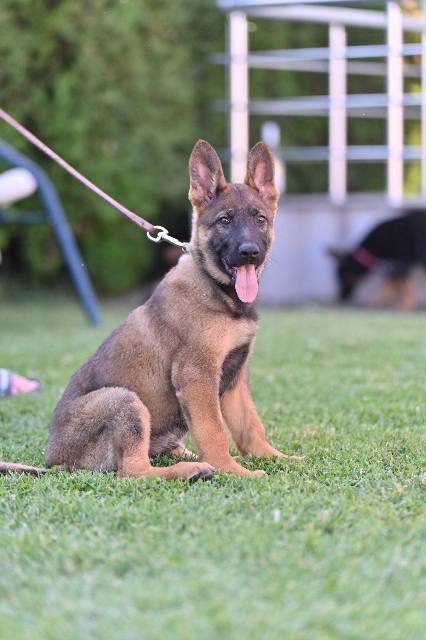 German shepherd puppies