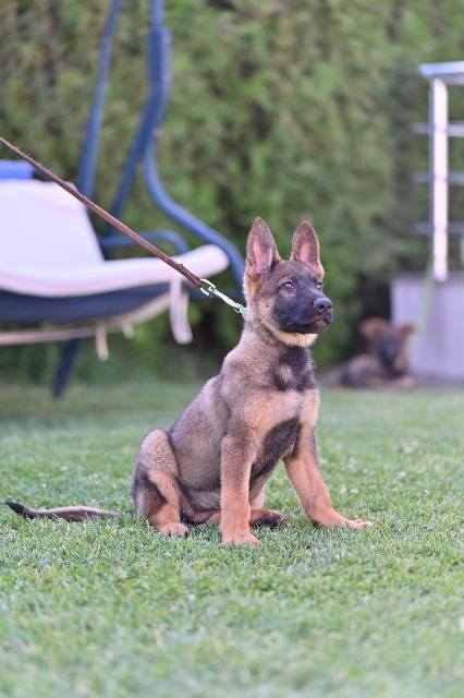 German shepherd puppies