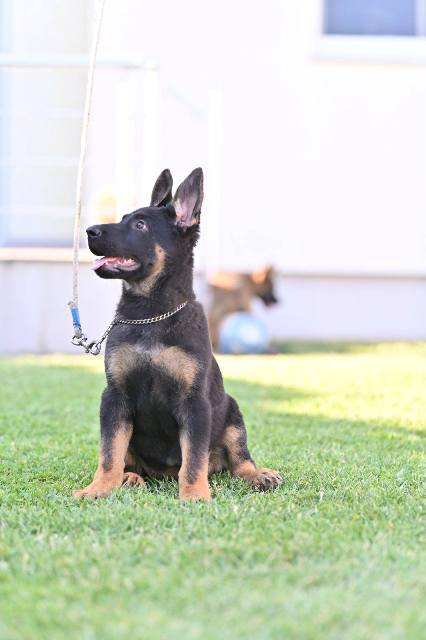 German shepherd puppies