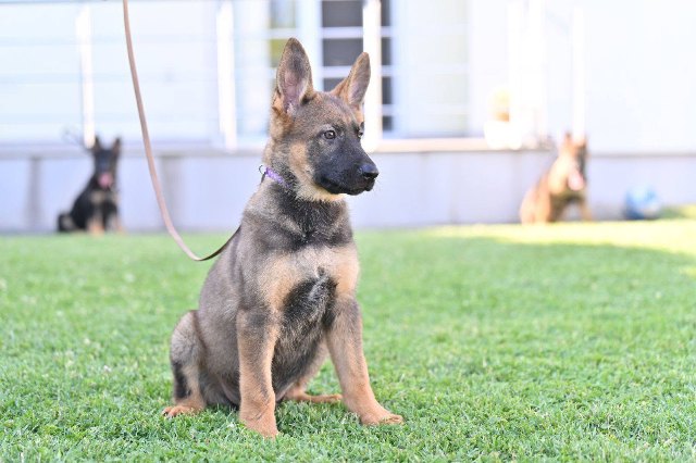 German shepherd puppies