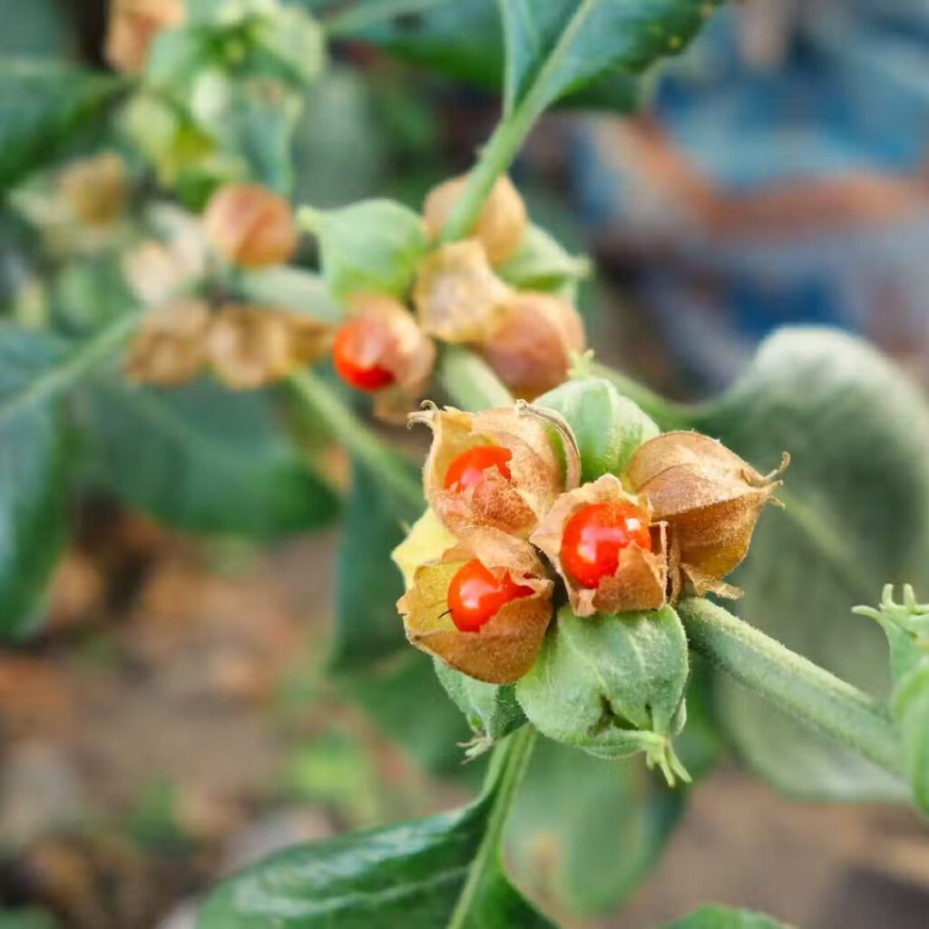 Tečni Hlorofil – Detoks i energija iz prirode