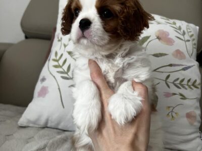 King Charles Cavalier Spaniel