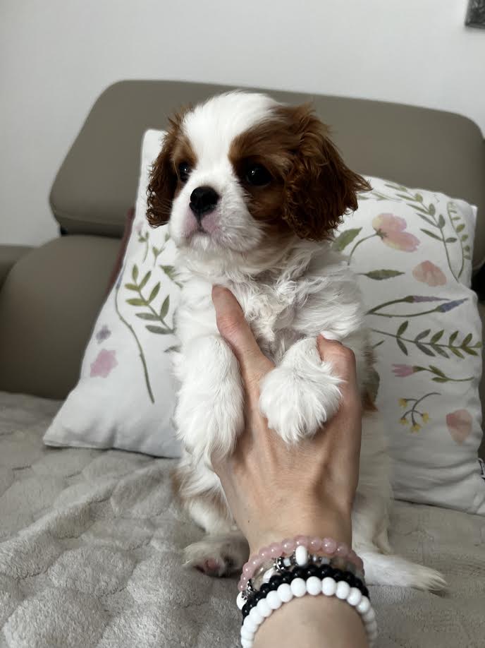 King Charles Cavalier Spaniel