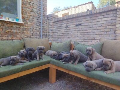 Cane Corso excellent puppies