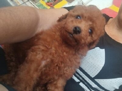 Red TOY PUDLE, beautiful puppies