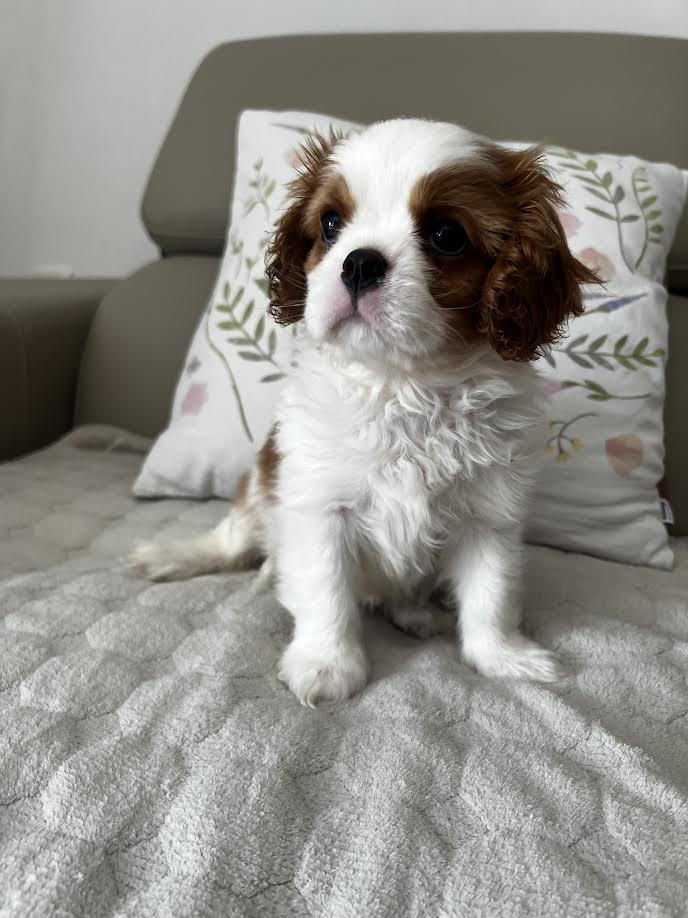King Charles Cavalier Spaniel